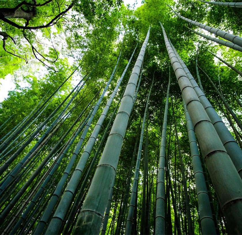 Bamboo Biopolymer